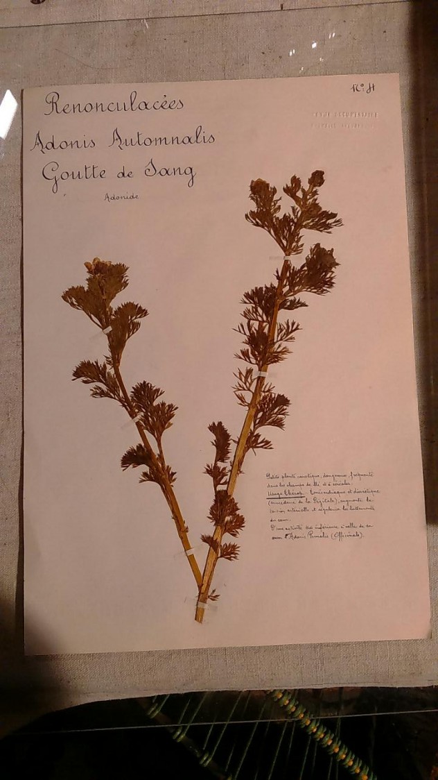 Feuille d'herbarium